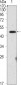 Oct4 Antibody